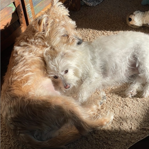 Meet your Posher, Shay - Picture 4 of 4